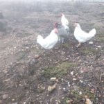 gallinas ponedoras