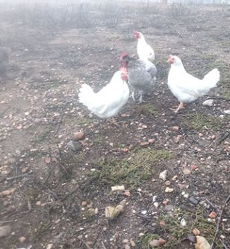 gallinas ponedoras