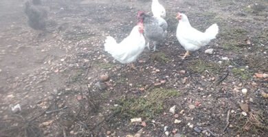 gallinas ponedoras