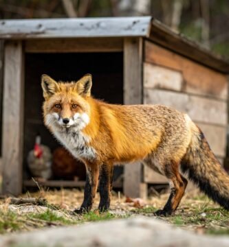 depredador acechando gallinero