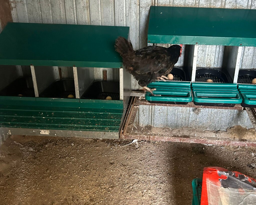 ponedero para gallinas