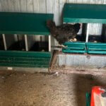 ponedero para gallinas