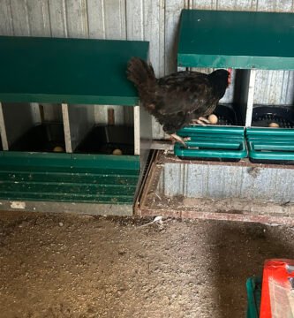 ponedero para gallinas