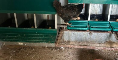 ponedero para gallinas