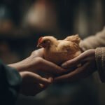 incubadora de huevos en el gallinero