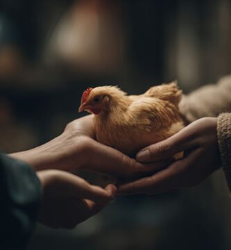 incubadora de huevos en el gallinero