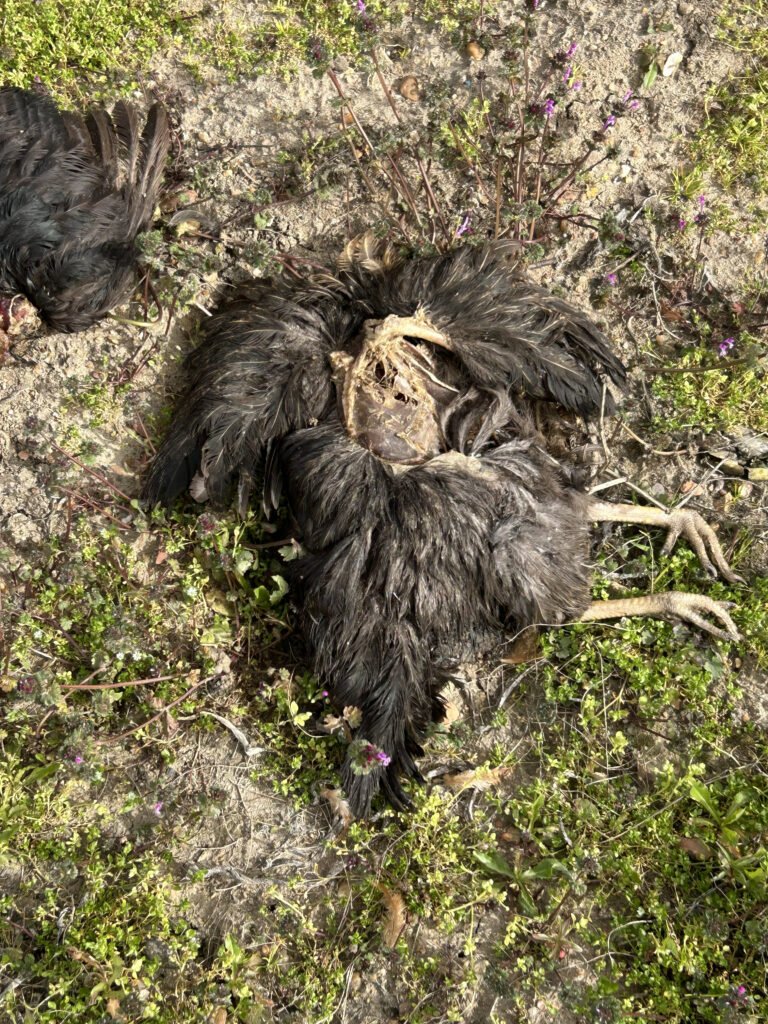 Malla para depredadores en el gallinero Depredadores en el gallinero