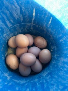 precio de la docena de huevos