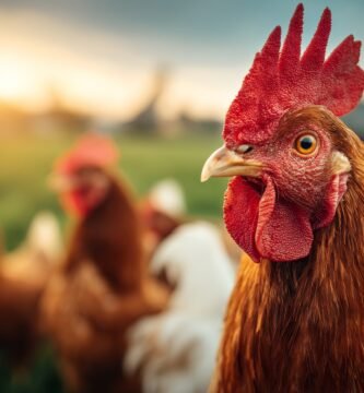 Que comen las gallinas ponedoras