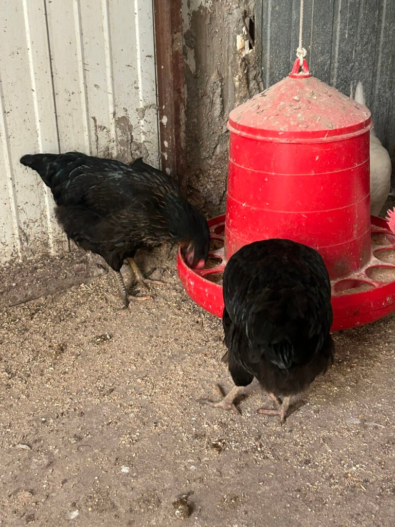 Las gallinas comen principalmente pienso compuesto.