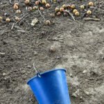 compostaje casero en gallinero