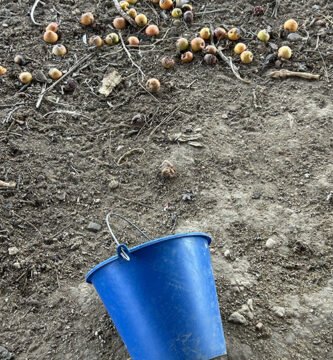 compostaje casero en gallinero