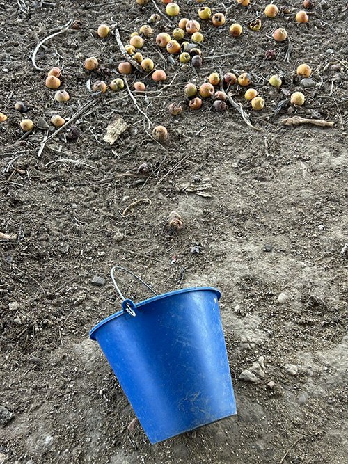 compostaje casero en gallinero