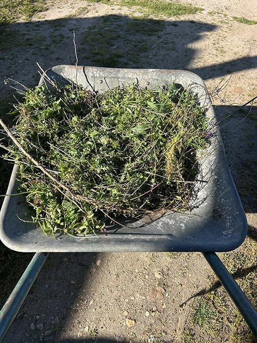 Residuos del gallinero