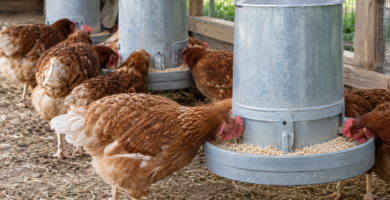 Gallinas comiendo en comederos de tolva de acero galvanizado