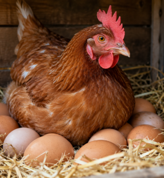 Gallina rodeada de huevos en un gallinero