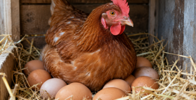 Gallina rodeada de huevos en un gallinero