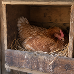 Gallinas durmiendo en el ponedero.