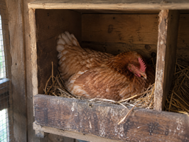 Gallinas durmiendo en el ponedero.