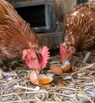 Gallinas que se comen sus huevos.