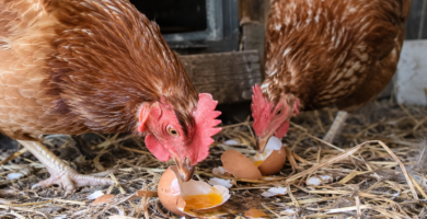 Gallinas que se comen sus huevos.