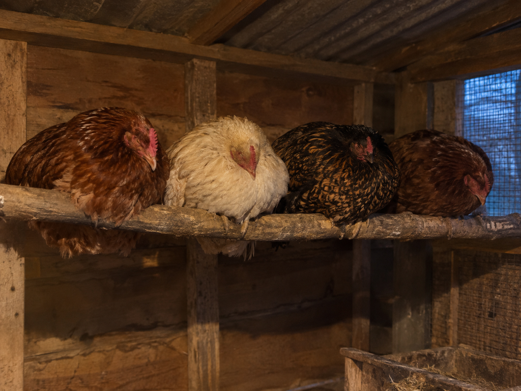 Cómo evitar que las gallinas duerman en el ponedero. Causas y consecuencias.