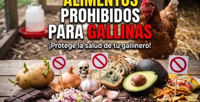 Alimentos que las gallinas deben evitar, como aguacate, chocolate y patatas verdes.