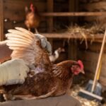 Persona con guantes inspeccionando la piel y las plumas debajo del ala de una gallina en el interior de un gallinero de madera