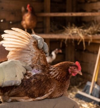 Persona con guantes inspeccionando la piel y las plumas debajo del ala de una gallina en el interior de un gallinero de madera