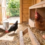 Gallina ponedora en su nido de paja con huevos recién puestos dentro de un gallinero bien iluminado y limpio