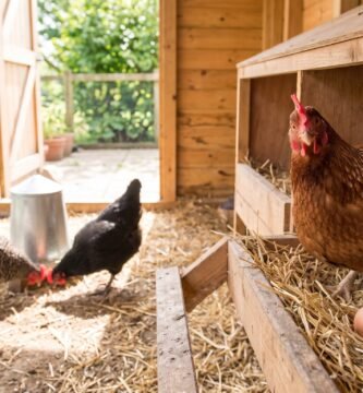 Gallina ponedora en su nido de paja con huevos recién puestos dentro de un gallinero bien iluminado y limpio