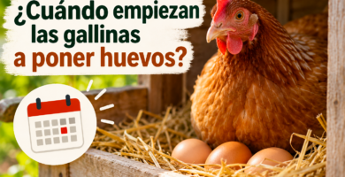 Gallina junto a huevos en un nido de gallinero