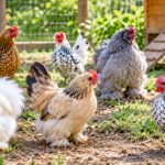 Gallinas pequeñas de distintas razas enanas en un corral rural