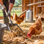 Limpieza de un gallinero con paja, gallinas y herramientas para retirar la cama sucia.