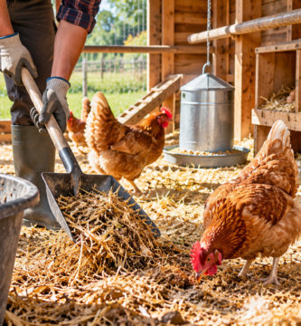 Limpieza de un gallinero con paja, gallinas y herramientas para retirar la cama sucia.