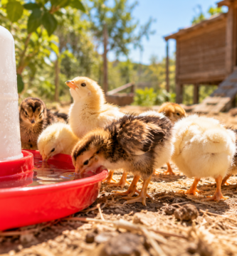 Pollitos bebiendo agua fresca en un día caluroso de verano